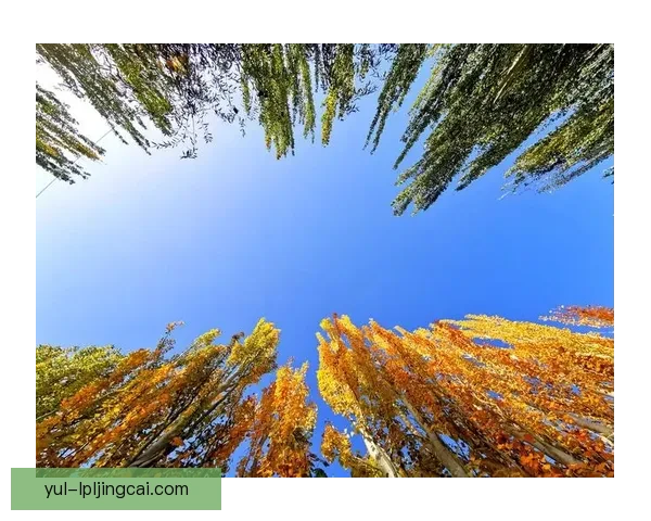 秋色平分阿布扎比统一互交白卷